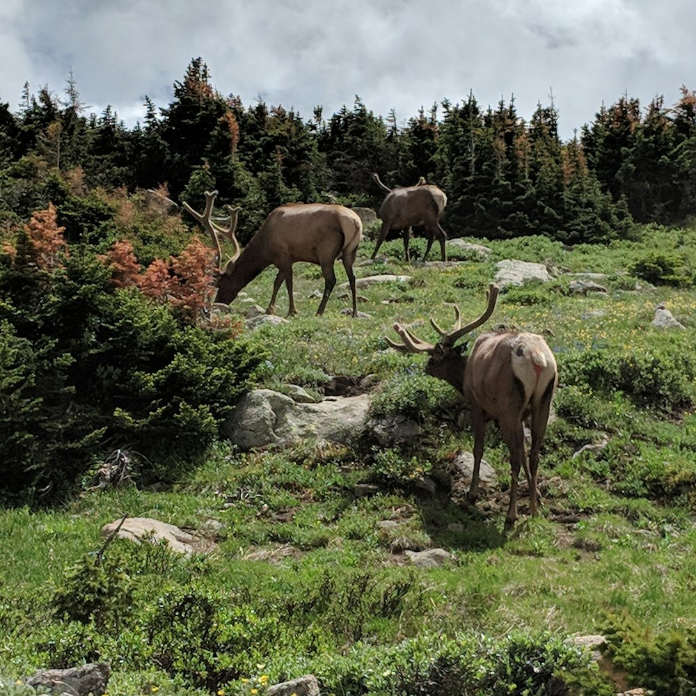 brown deer on green grass field during daytime