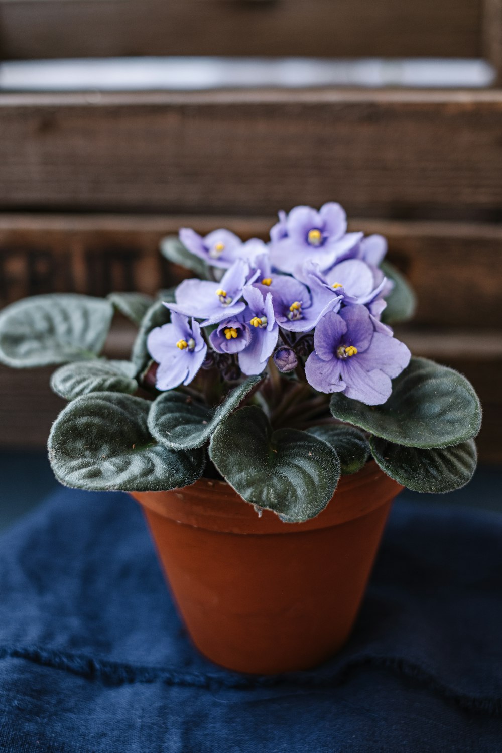 blue flowers in brown clay pot