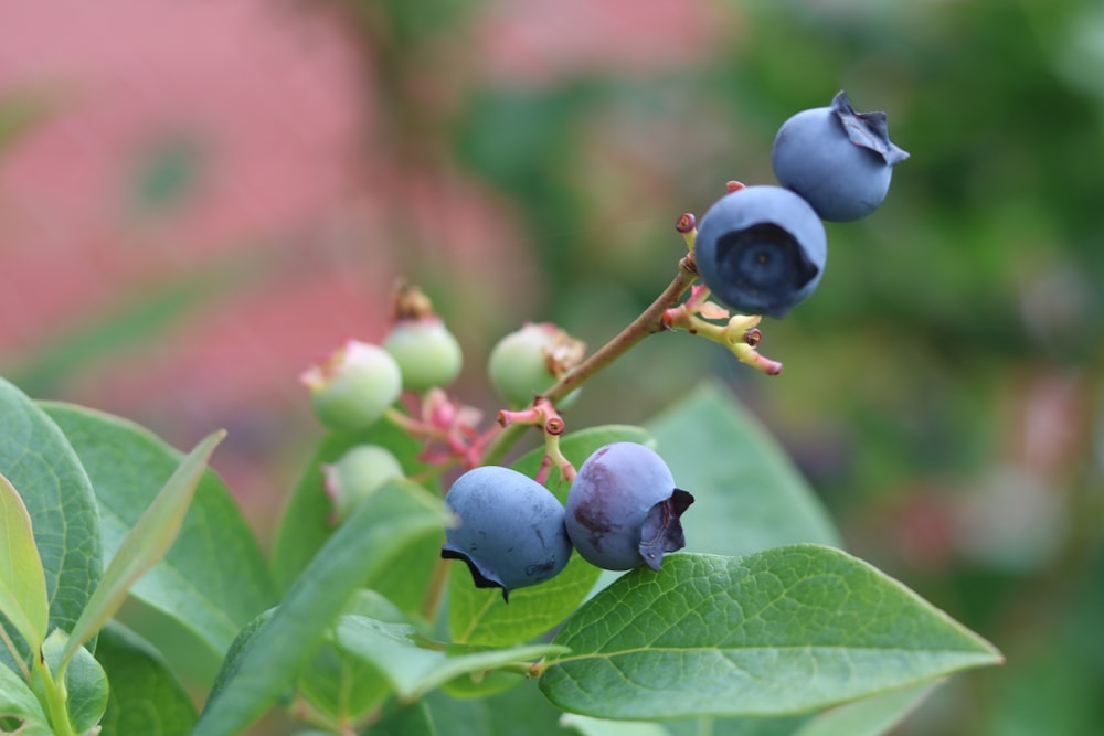 purple fruit in green stem