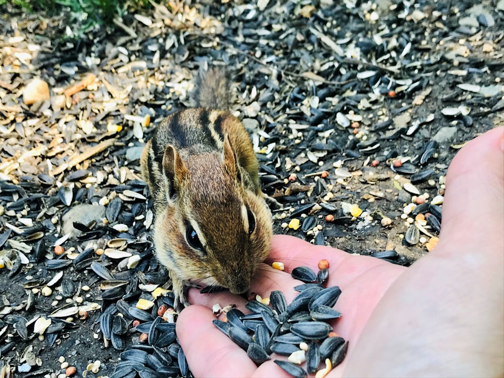 brown squirrel on persons hand