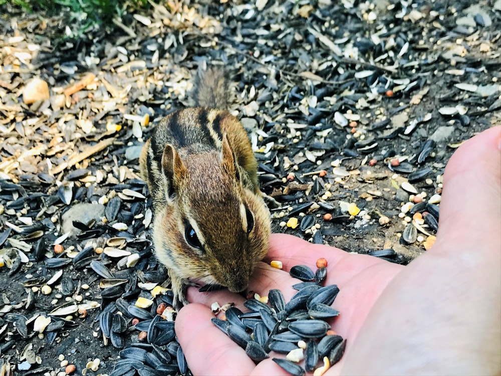Braunes Eichhörnchen an der Hand