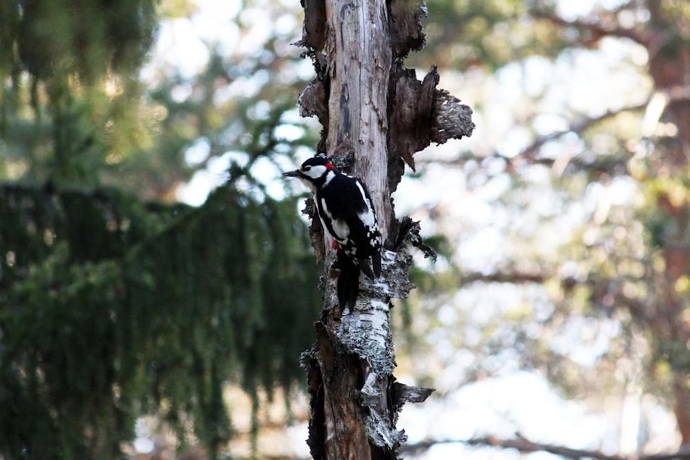 black bird on brown tree branch during daytime