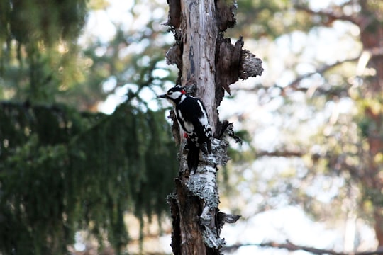 black bird on brown tree branch during daytime in Espoo Finland