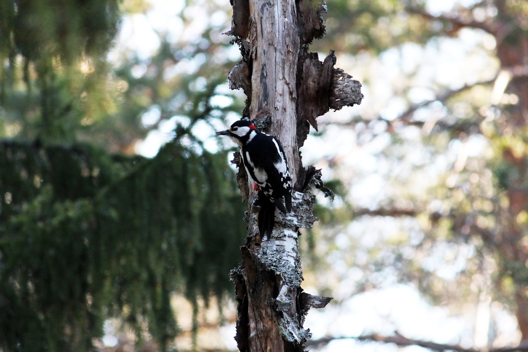 Wildlife photo spot Espoo Porkkalanniemi