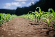 green plant on brown soil during daytime