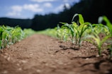 green plant on brown soil during daytime