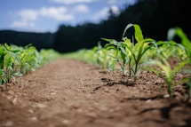 green plant on brown soil during daytime
