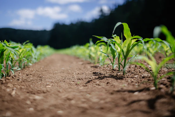 Jeune pousse dans un champ cultivé en bio