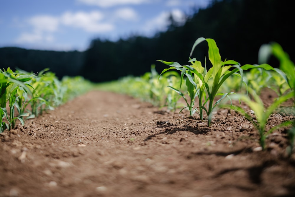 green plant on brown soil during daytime