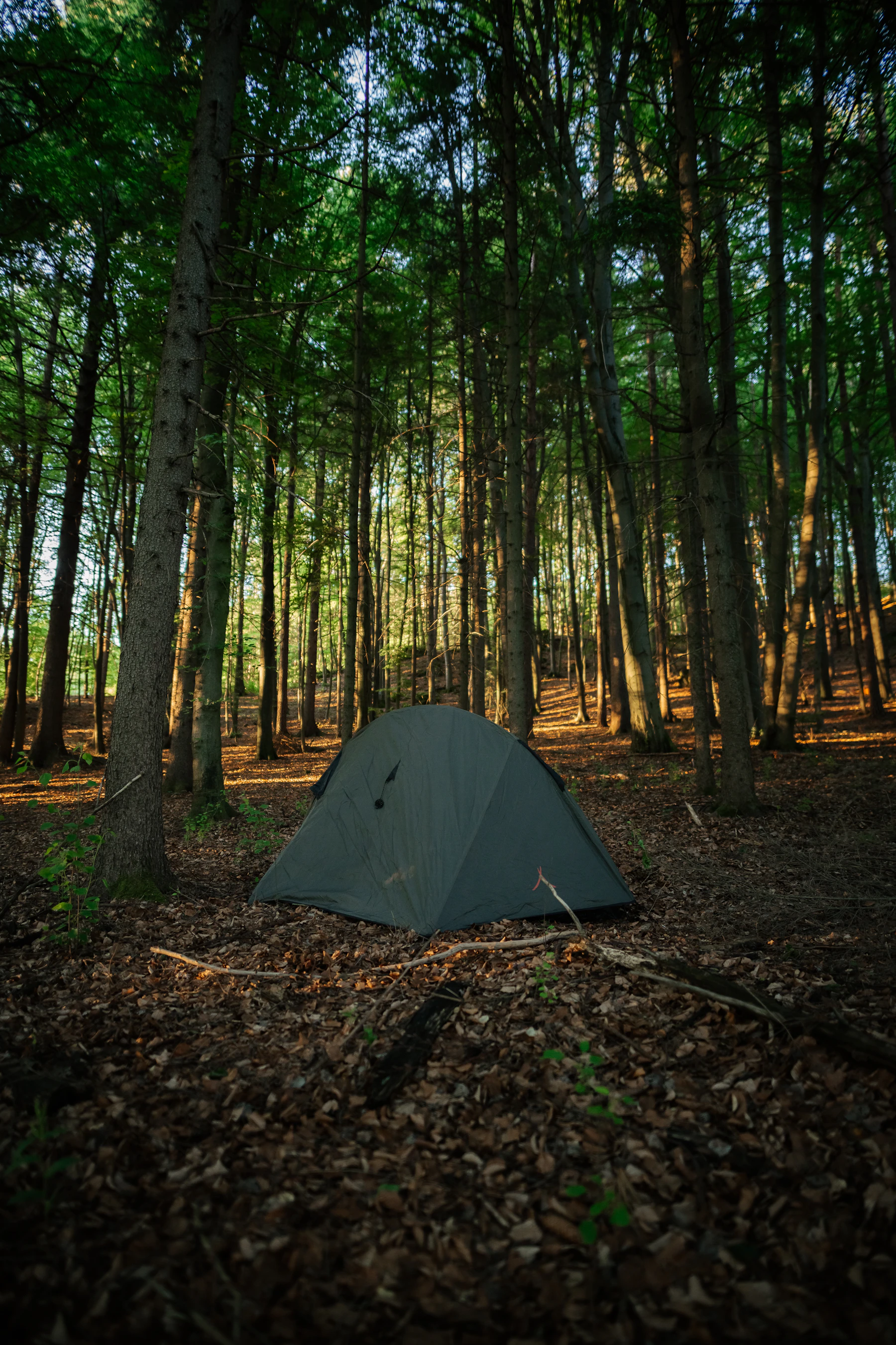 A tent nestled in a lush green forest