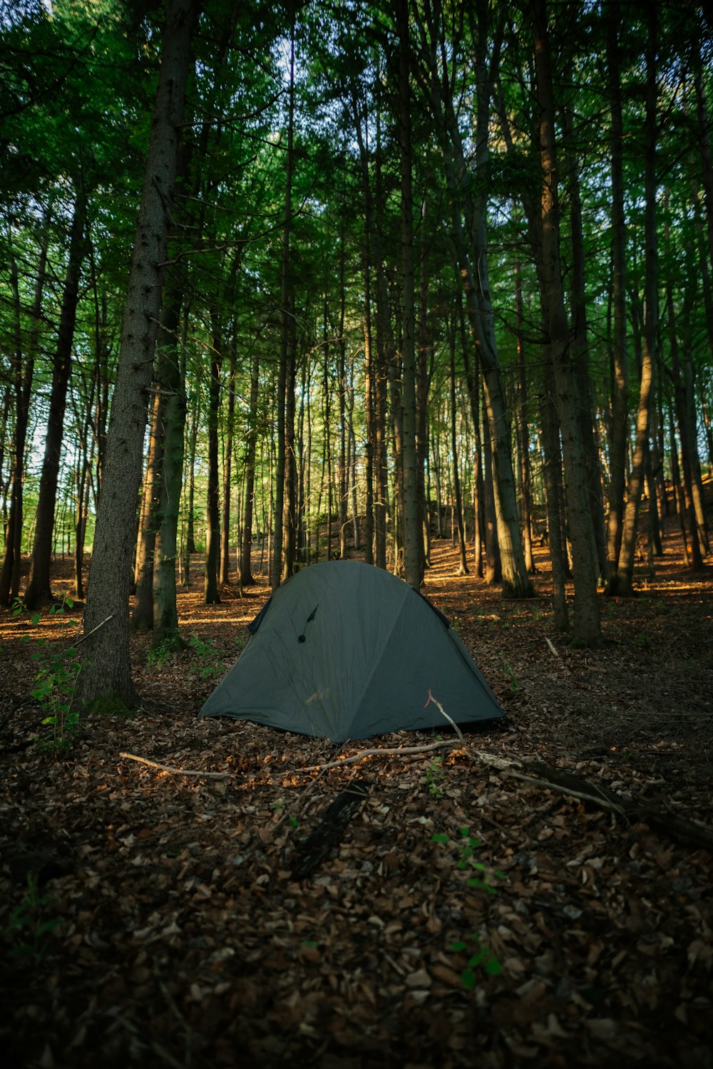 green tent in the woods