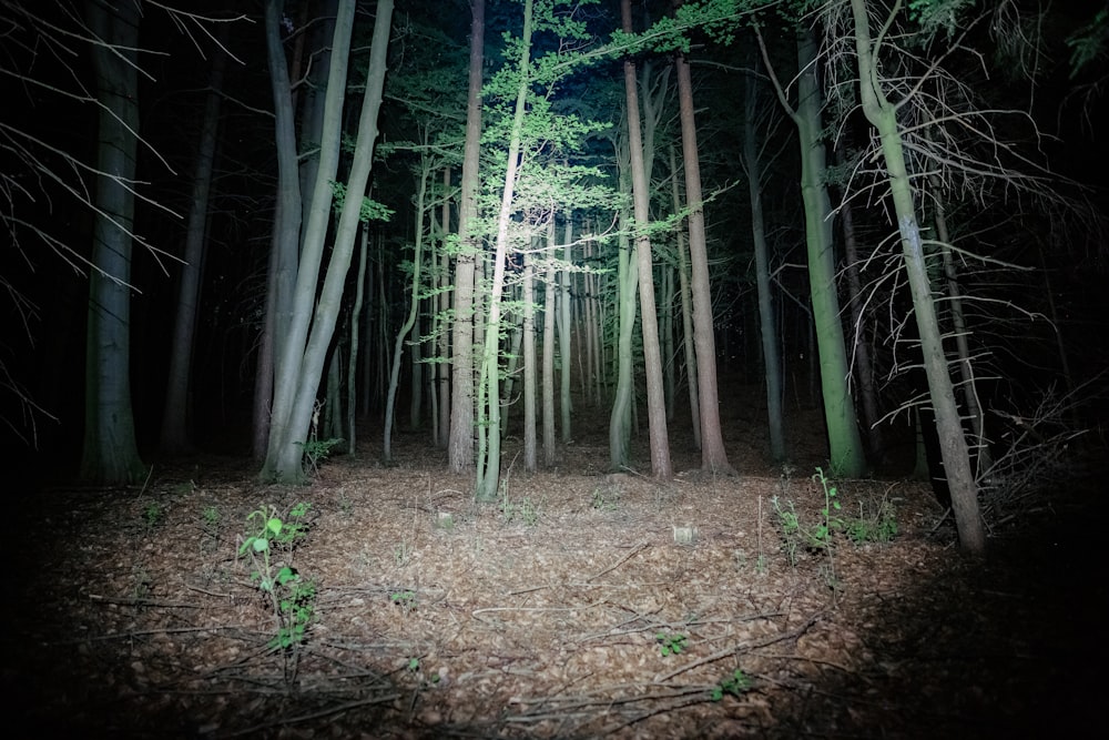 Árboles verdes y marrones en el bosque durante el día