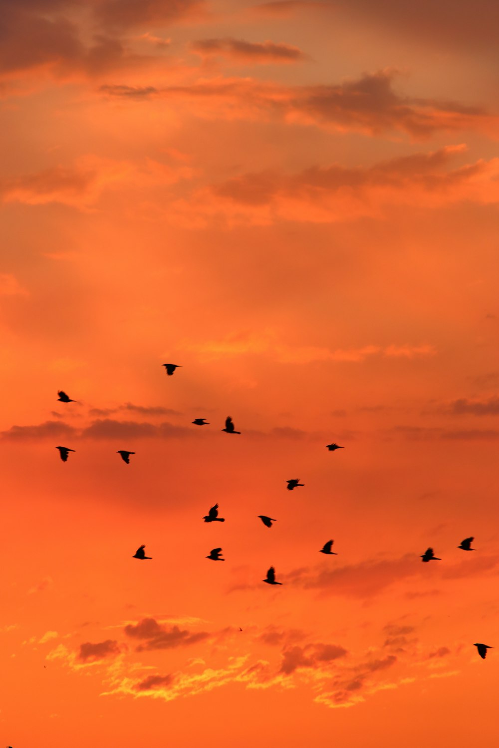 flock of birds flying under blue sky during daytime