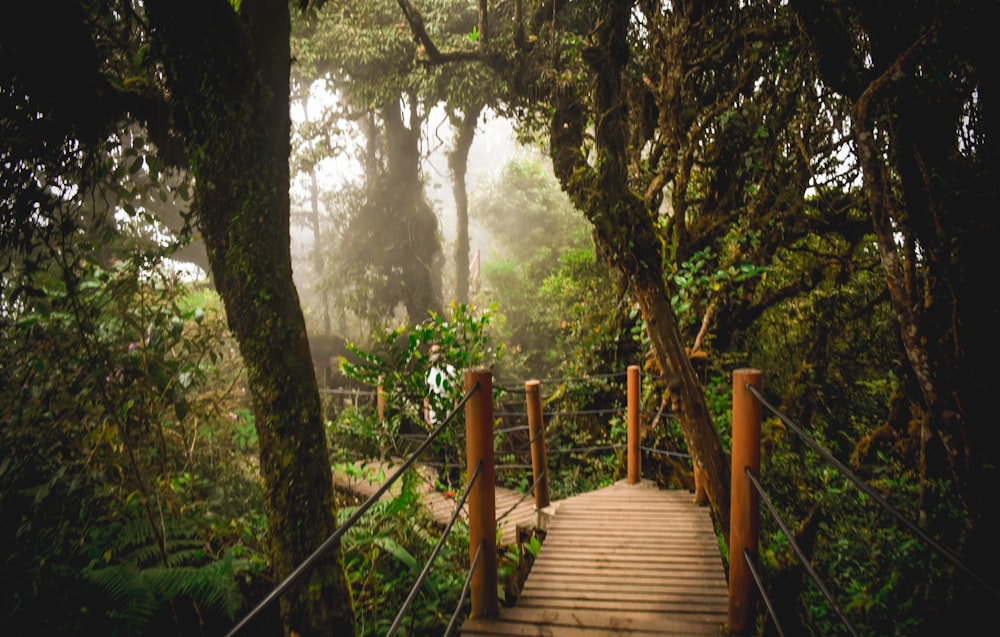 brown wooden bridge in forest during daytime