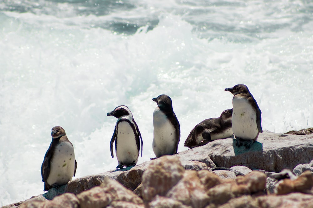 penguins on white snow covered ground during daytime