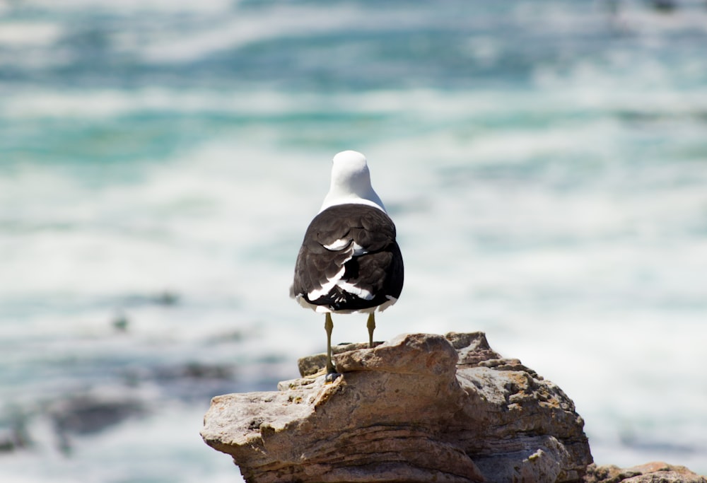 black and white bird on brown rock near body of water during daytime