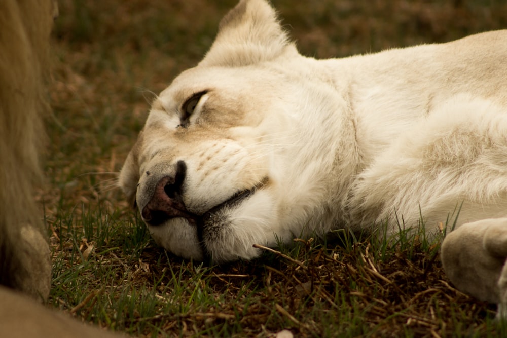 white lion lying on green grass