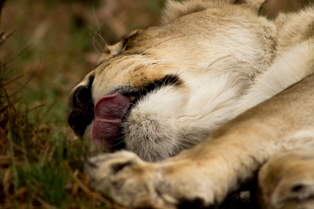 brown lioness lying on green grass during daytime