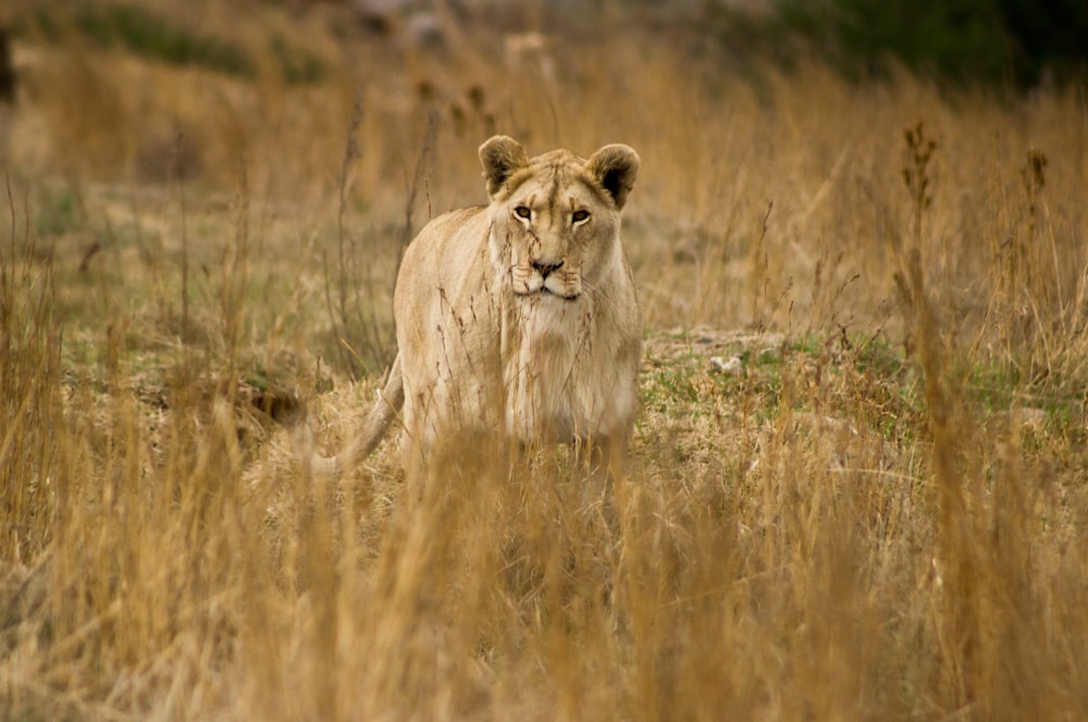 brown lioness on brown grass field during daytime