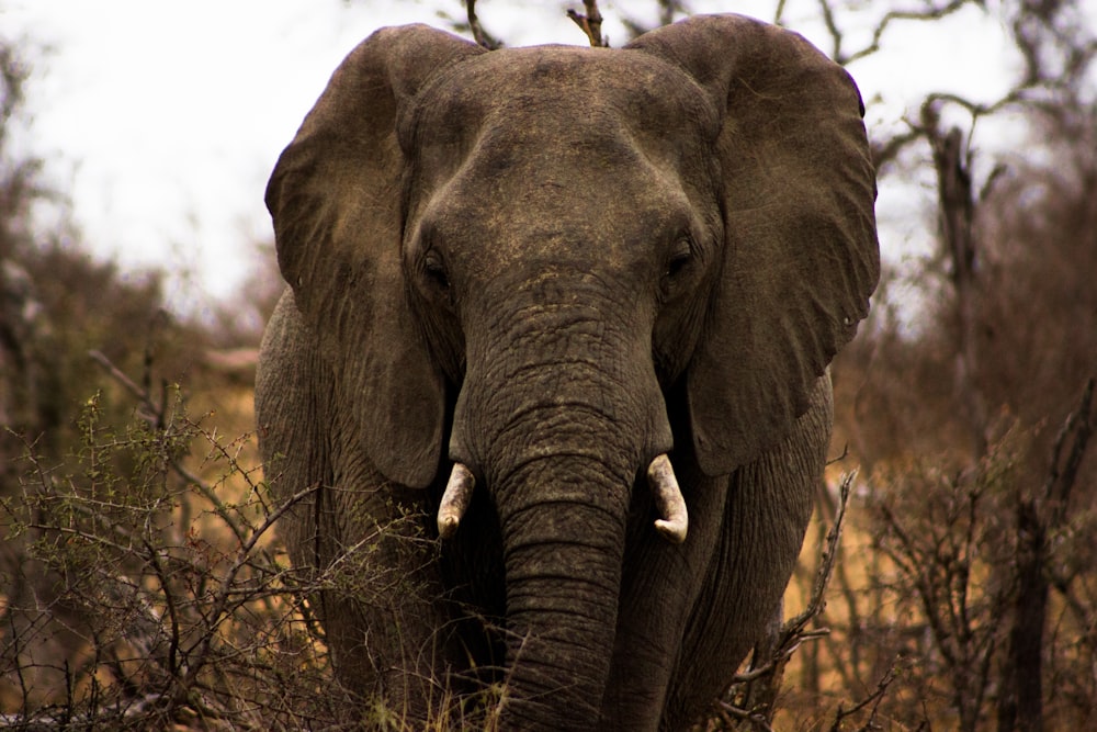 elefante cinzento na grama marrom durante o dia