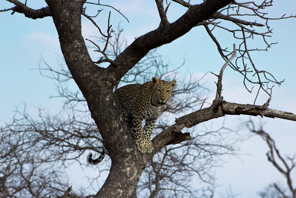 leopard on brown tree branch