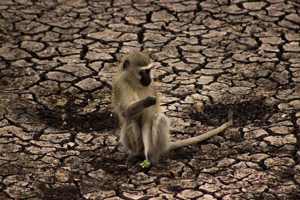 gray monkey on brown dried leaves