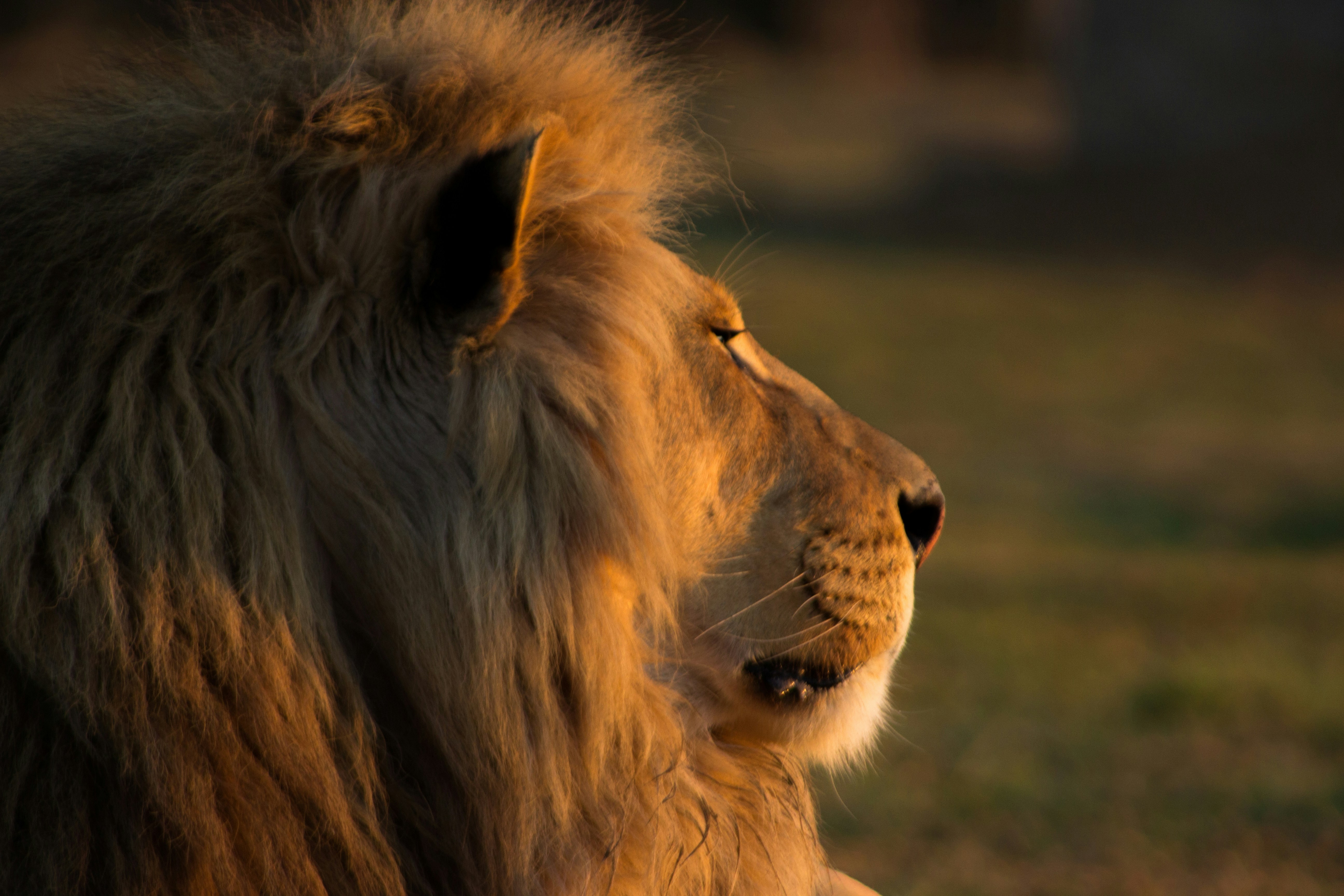 brown lion on green grass during daytime