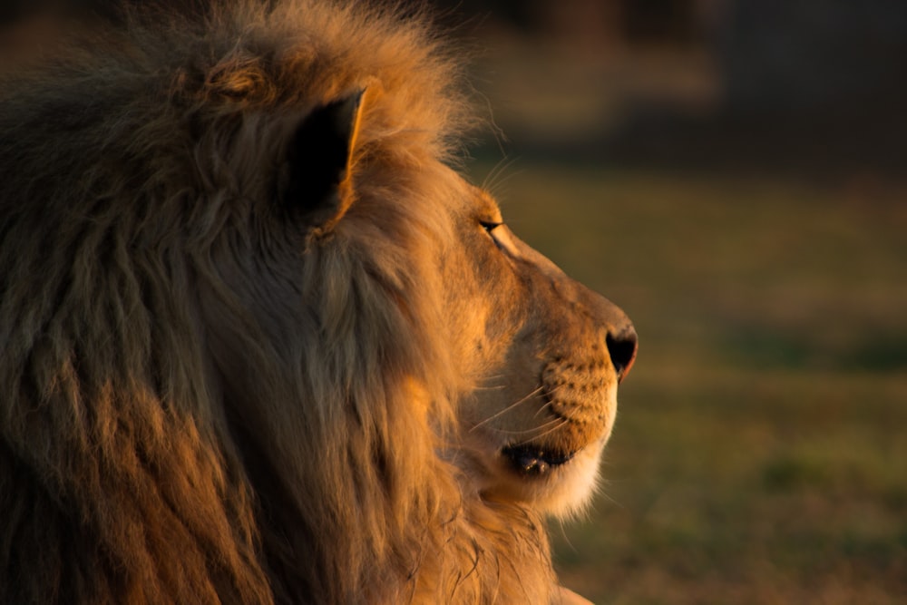 brown lion on green grass during daytime