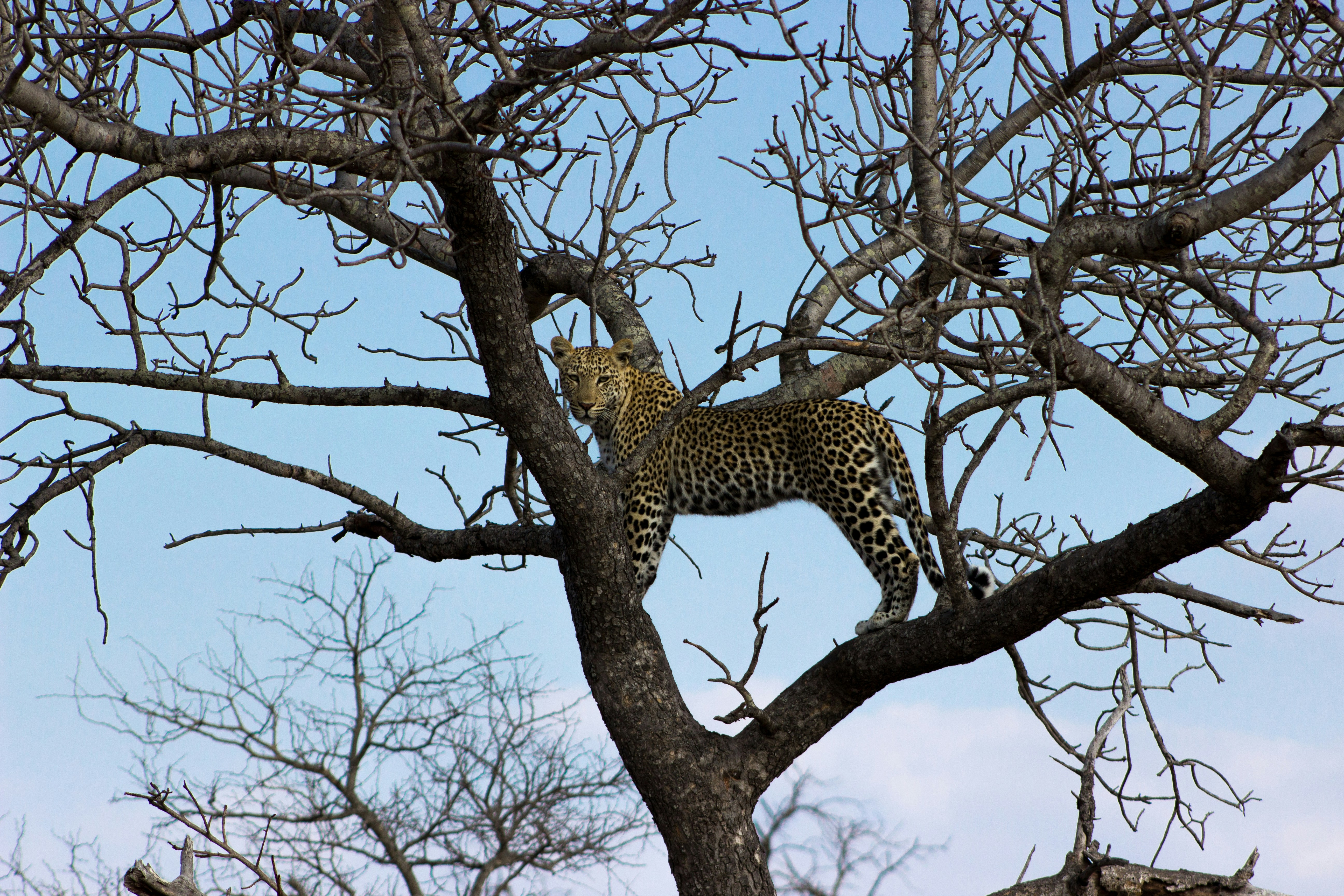 leopard on brown tree branch during daytime