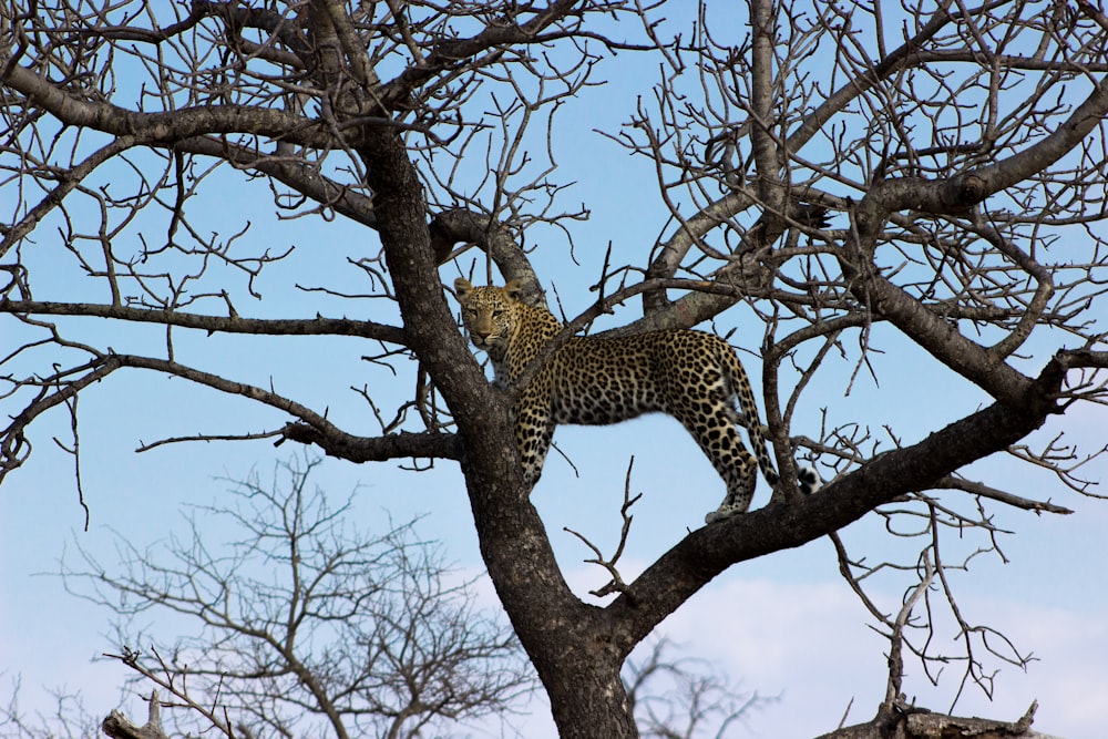 leopard on brown tree branch during daytime