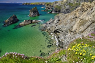 yellow flowers on rocky shore during daytime