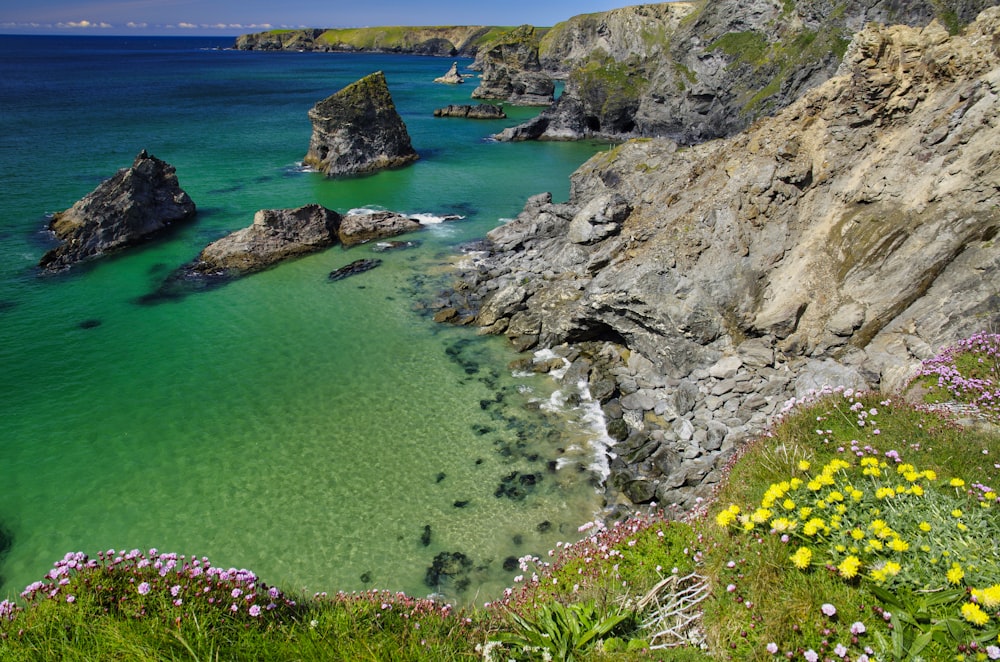 yellow flowers on rocky shore during daytime