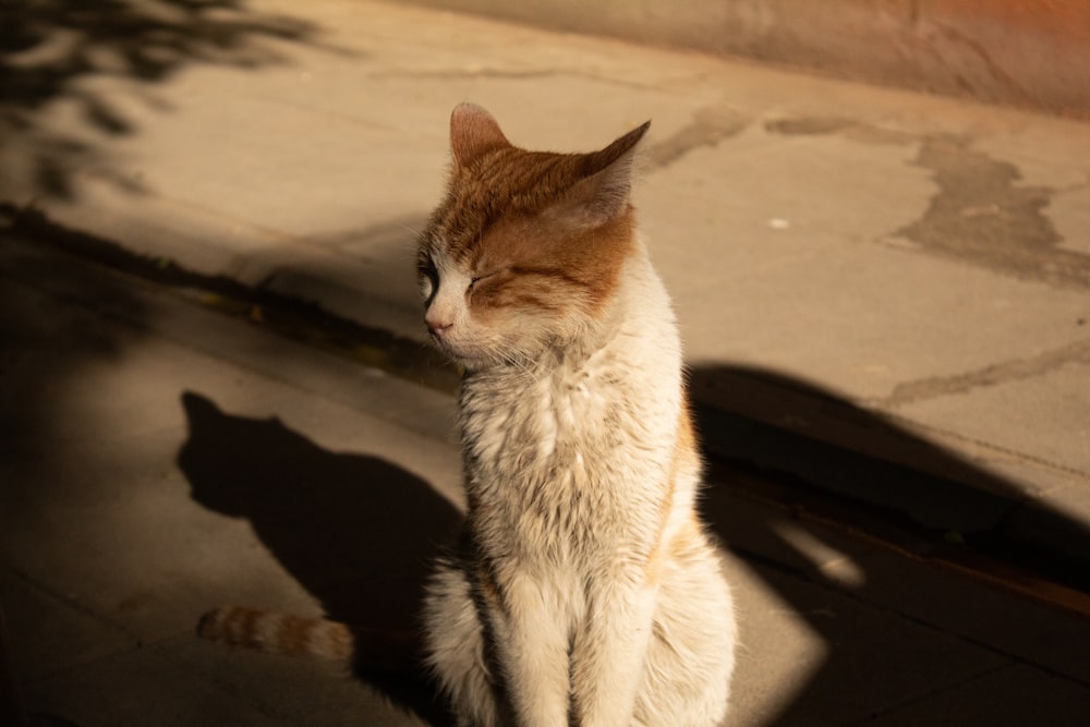 white and brown cat on brown concrete floor