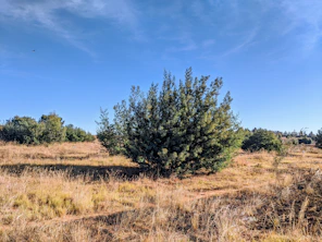 green trees on brown grass field under blue sky during daytime