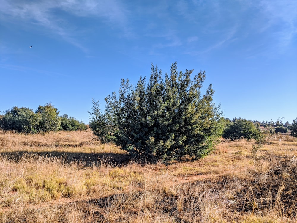 alberi verdi su campo di erba marrone sotto cielo blu durante il giorno