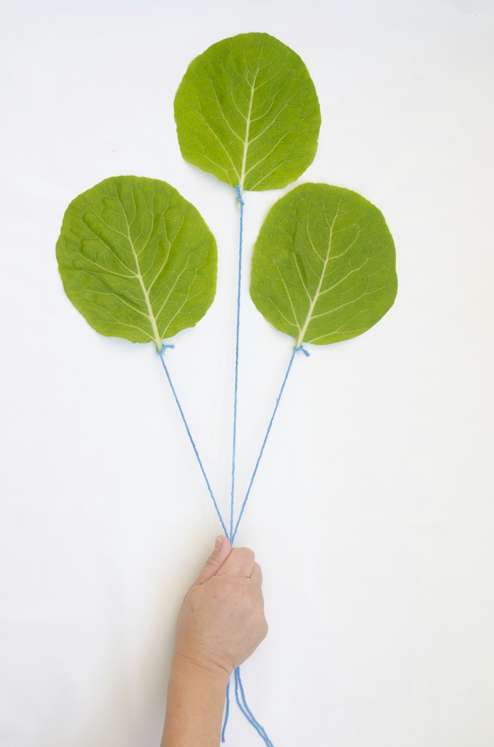 green leaves on white surface