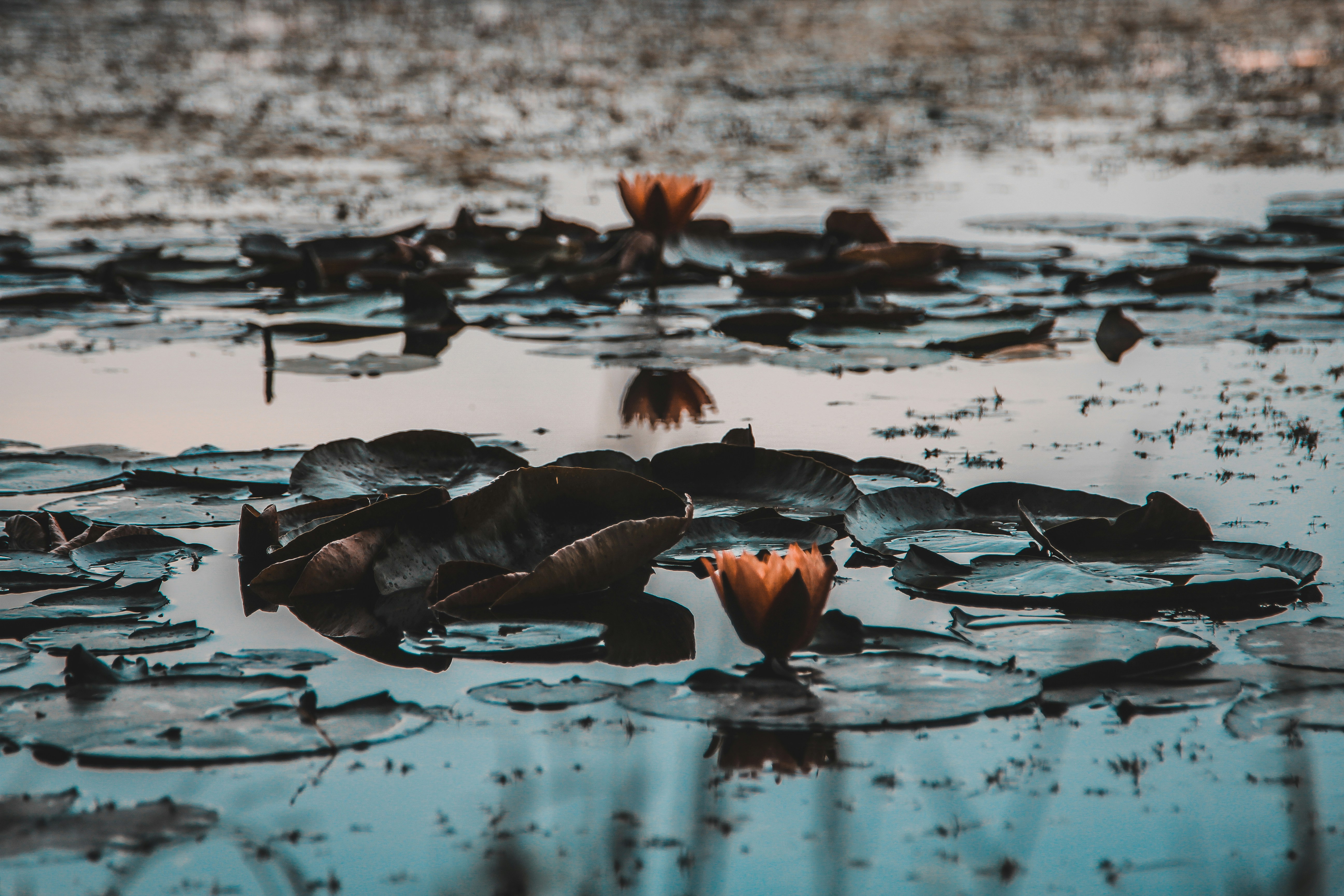 Browse our beautiful selection of free background images-all submitted by our community of talented contributors and completely free to download and use.