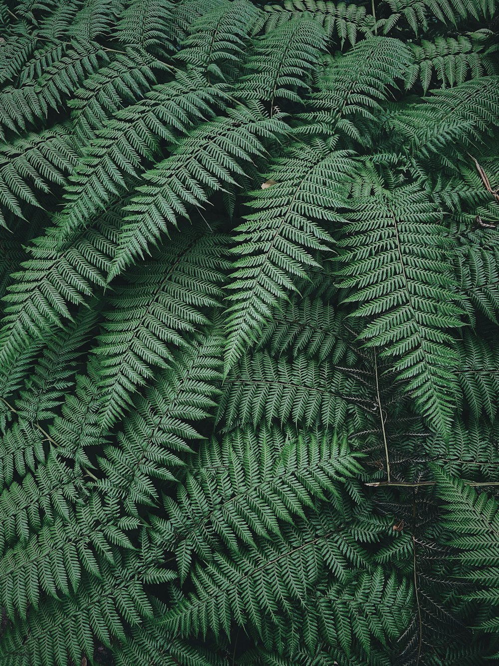 green fern plant during daytime