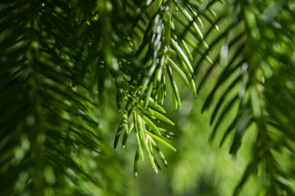 green leaves in tilt shift lens