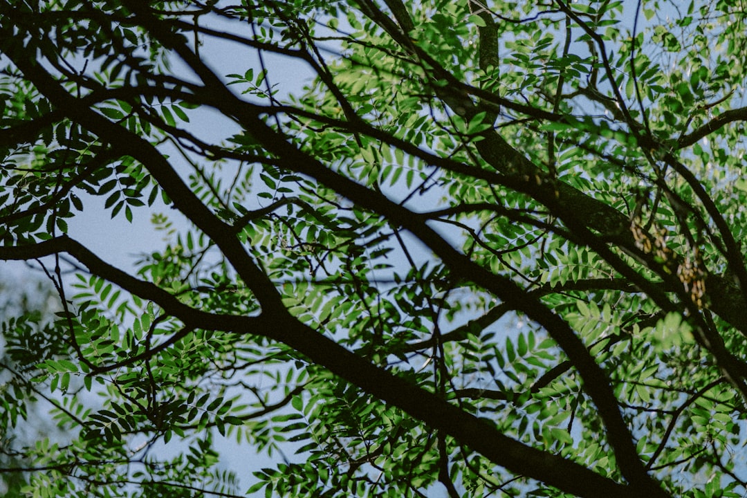 green tree under blue sky during daytime