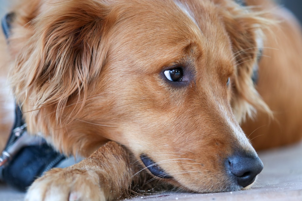 brown and white short coated dog