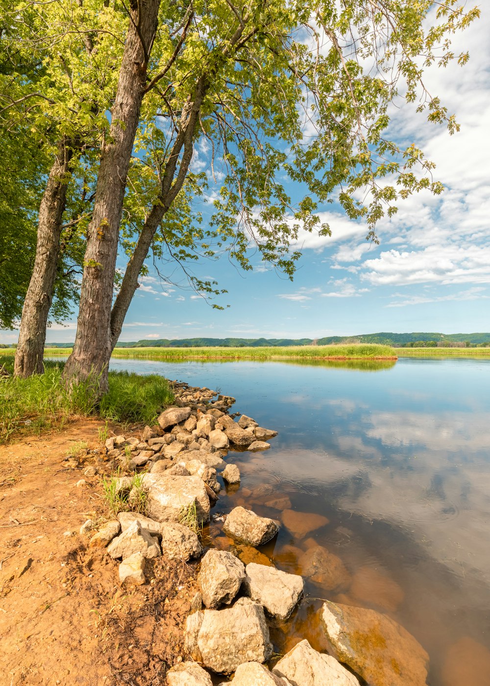 green trees beside body of water under blue sky during daytime