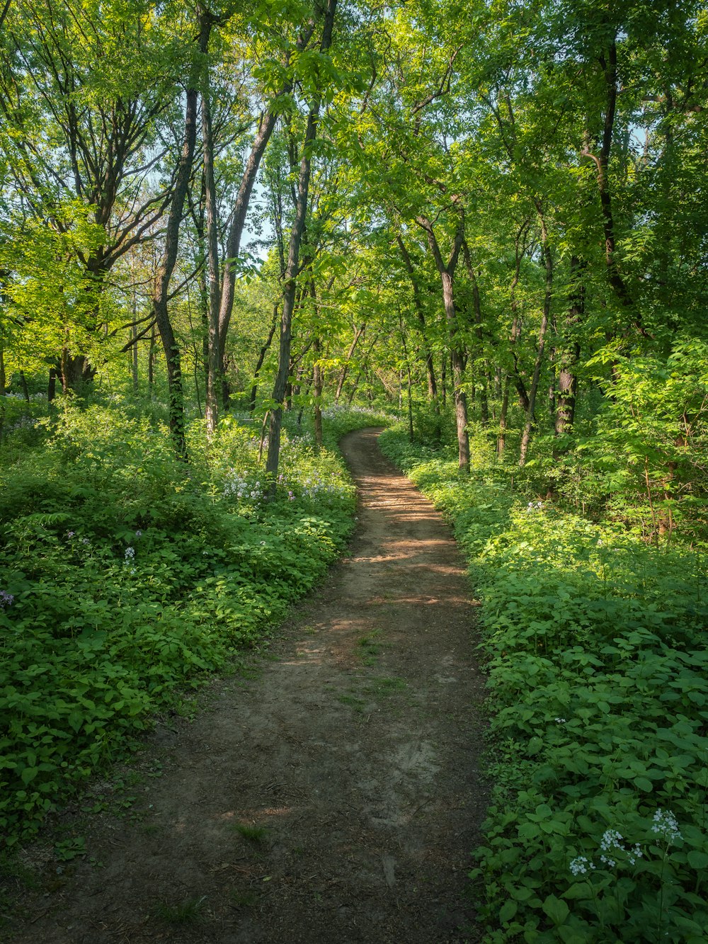 Sentiero tra erba verde e alberi