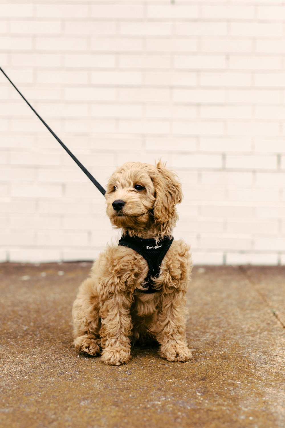 brown poodle puppy on brown concrete floor