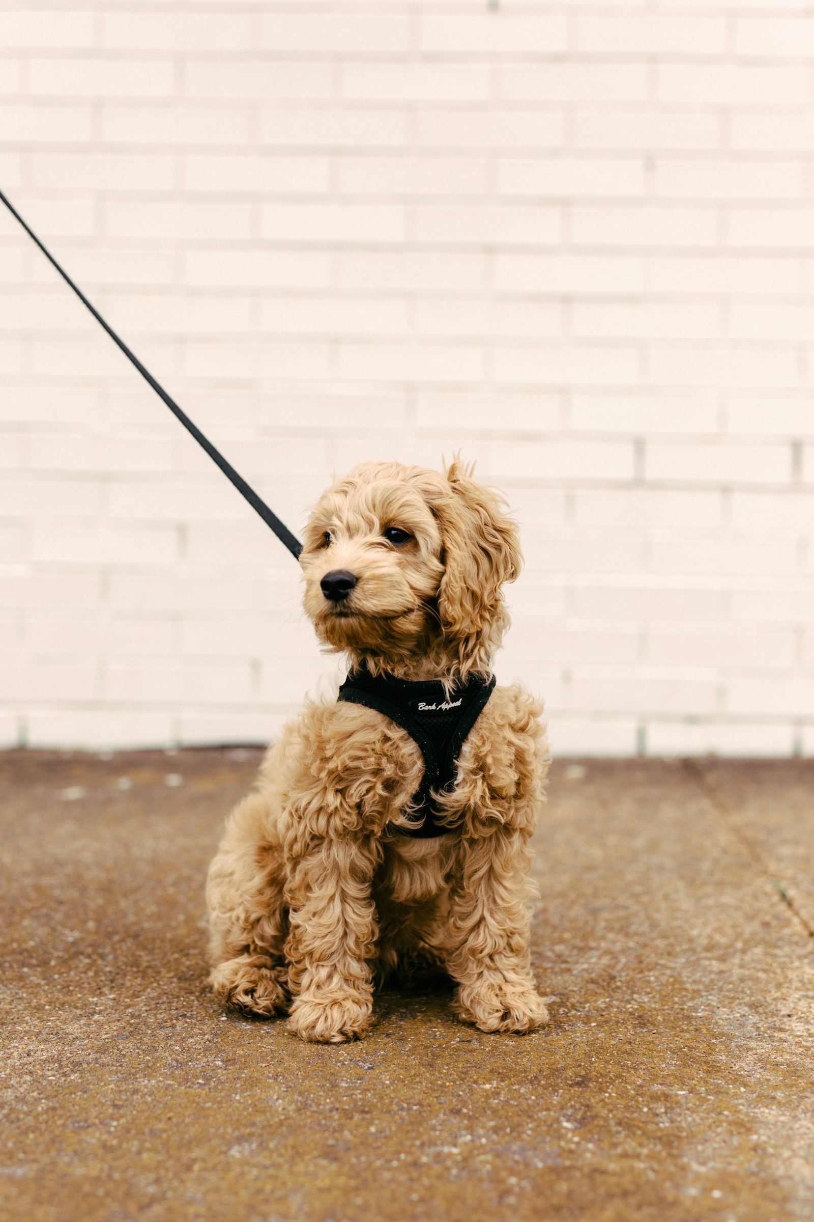 Canon EOS 5D Mark IV + Sigma 50mm F1.4 DG HSM Art sample photo. Brown poodle puppy on photography