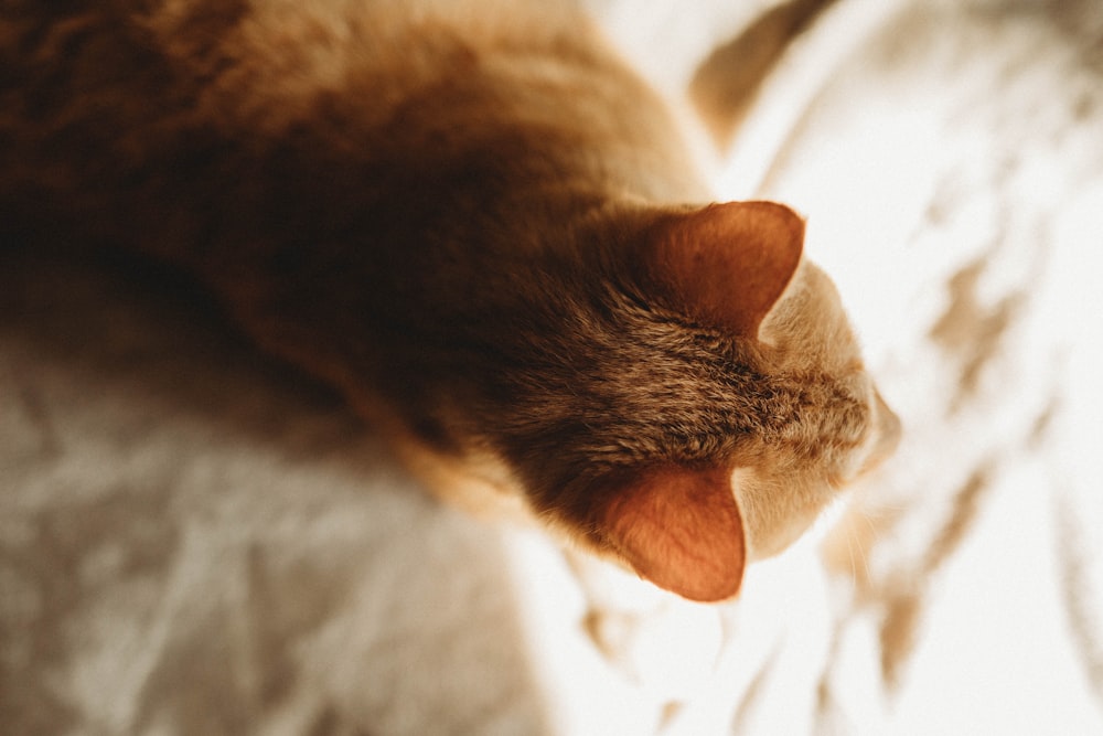 brown tabby cat lying on white textile