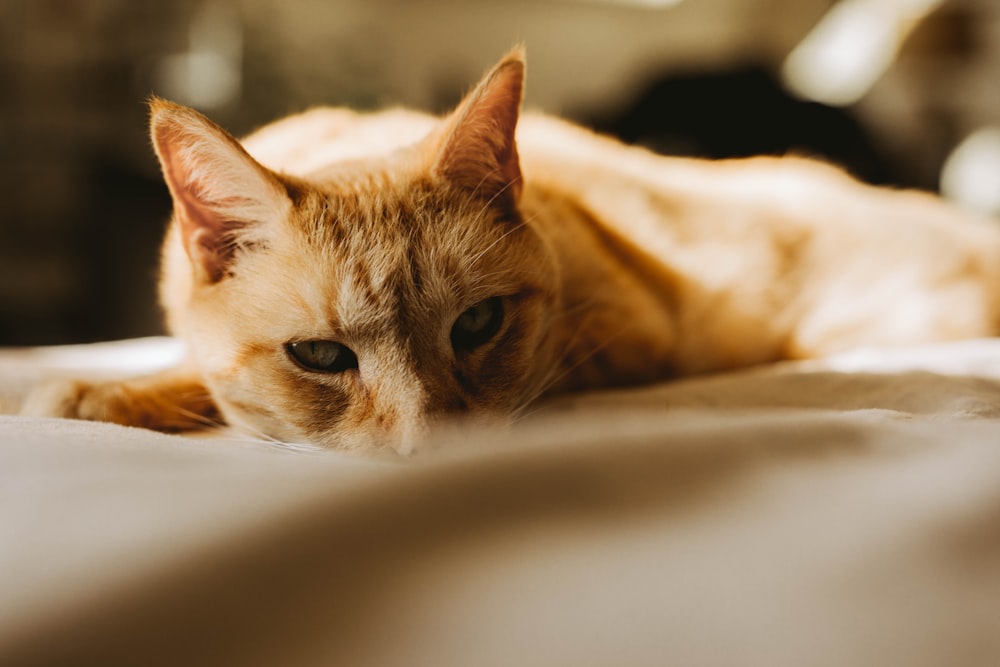 orange tabby cat lying on white textile