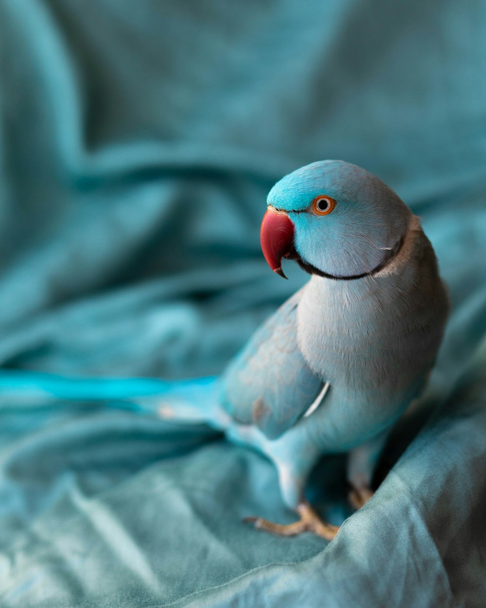 pájaro gris y blanco sobre textil gris