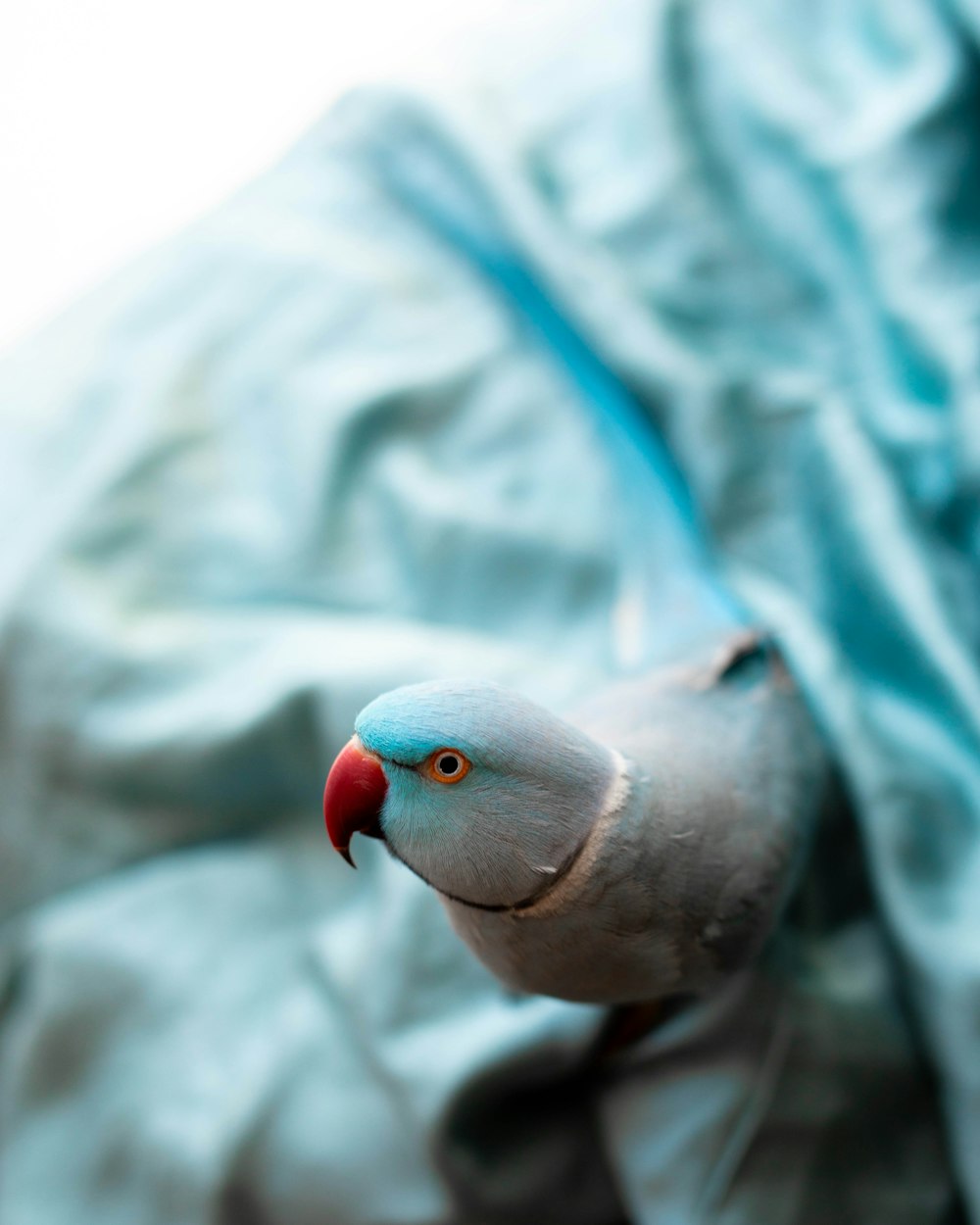 gray and red bird on blue textile