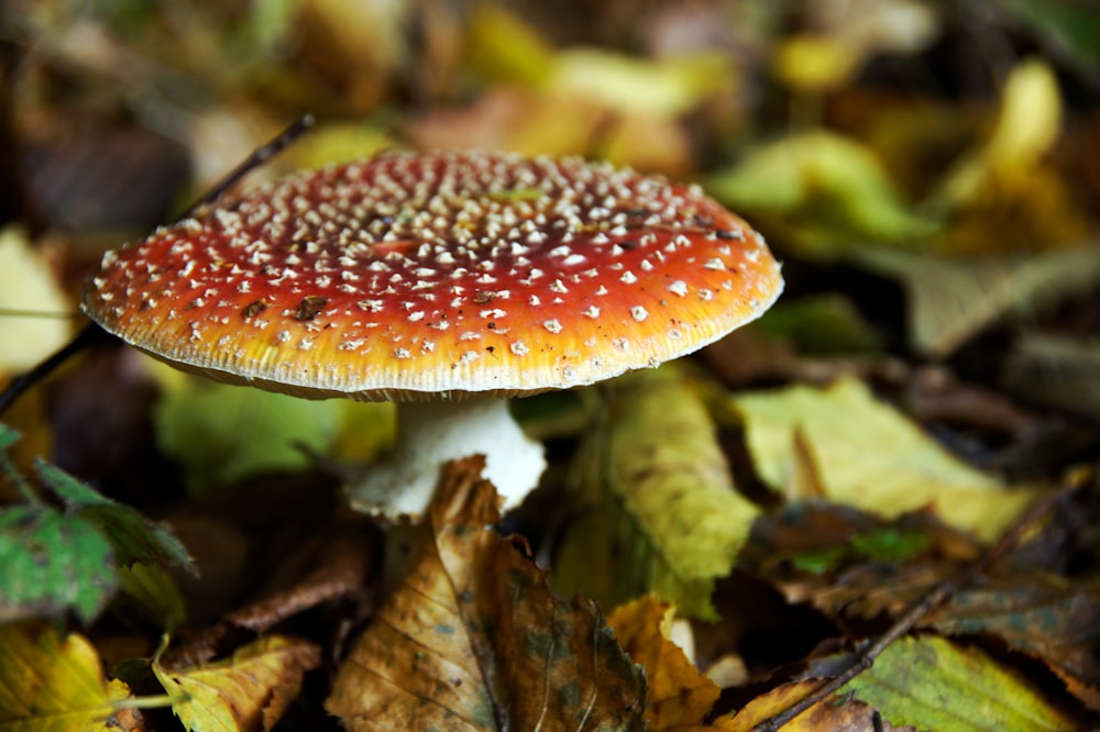 red and white mushroom in close up photography